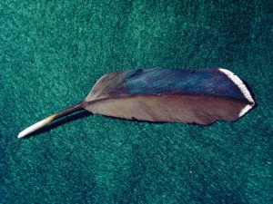 Wood Duck Speculum FeatherWood Duck speculum feather hand carved original Tupelo Feather Pin. This is a one-of-a-kind hand carved original hand painted in acrylics