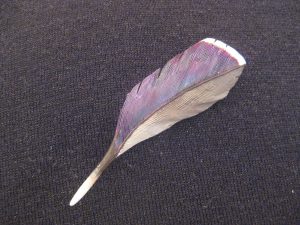 Wood Duck Speculum Feather Pin